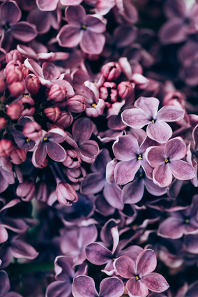 Purple Lilac Bloom