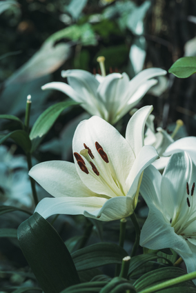 White Lily Flowers